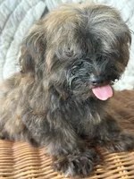 Titan, a male Yorkshire Terrier for sale in Salisbury, NC – 8 of 10