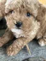 Graham, a male Poodle - Toy  for sale in Salisbury, NC – 3 of 4