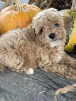 Graham, a male Cockapoo and Poodle - Toy  for sale in Salisbury, NC – 4 of 10