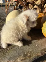 Russ, a male Poodle - Toy  for sale in Salisbury, NC – 4 of 4
