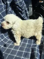 Goose, a male Cockapoo and Poodle - Toy  for sale in Salisbury, NC – 6 of 6