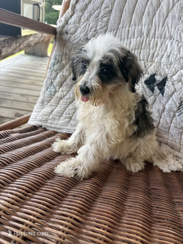 Parti girl – Miniature Schnauzer puppy for sale in Salisbury, NC