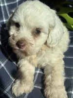 Goose, a male Cockapoo and Poodle - Toy  for sale in Salisbury, NC – 2 of 6