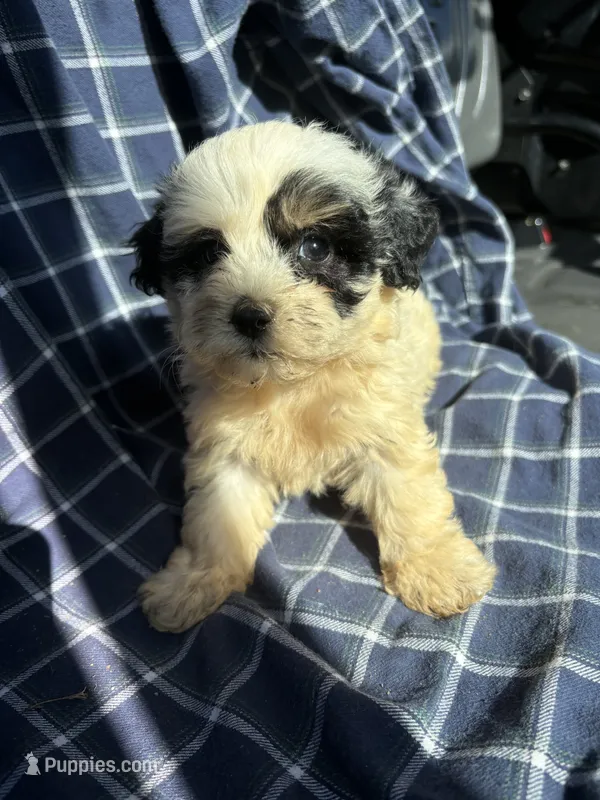 Candee – Poodle - Toy  puppy for sale in Salisbury, NC