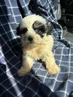 Candee, a female Poodle - Toy  for sale in Salisbury, NC – 1 of 2