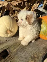 Russ, a male Poodle - Toy  for sale in Salisbury, NC – 3 of 4