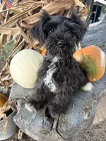 Flashy, a female Miniature Schnauzer for sale in Salisbury, NC – 7 of 8