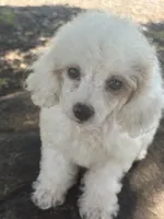 Lacee, a female Cockapoo and Poodle - Toy  for sale in Salisbury, NC – 3 of 8
