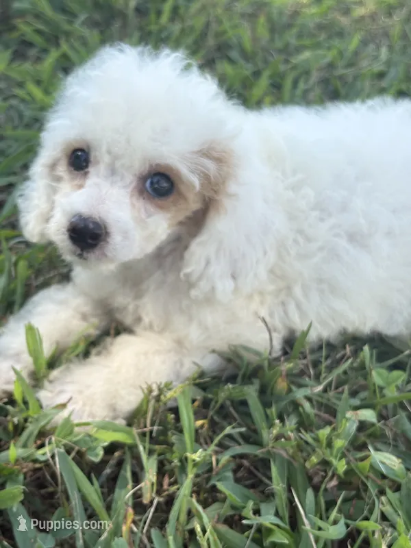 Grace – Cockapoo puppy for sale in Salisbury, NC