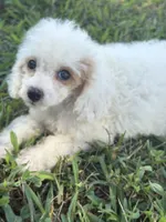 Grace, a female Cockapoo for sale in Salisbury, NC – 1 of 9