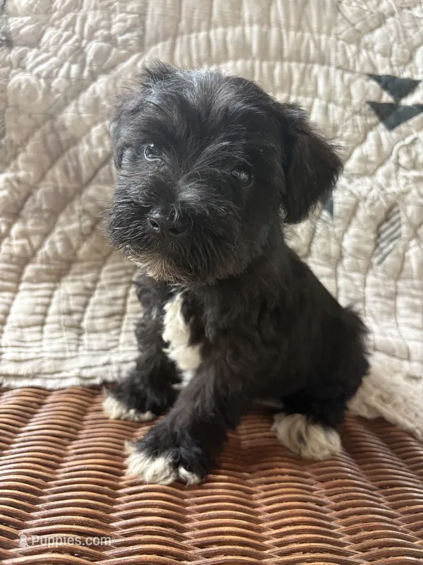 Flash – Miniature Schnauzer puppy for sale in Salisbury, NC