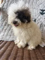 Special, a female Poodle - Toy  for sale in Salisbury, NC – 4 of 9