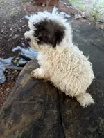 Special, a female Poodle - Toy  for sale in Salisbury, NC – 5 of 9