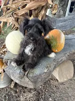 Flashy, a female Miniature Schnauzer for sale in Salisbury, NC – 6 of 8