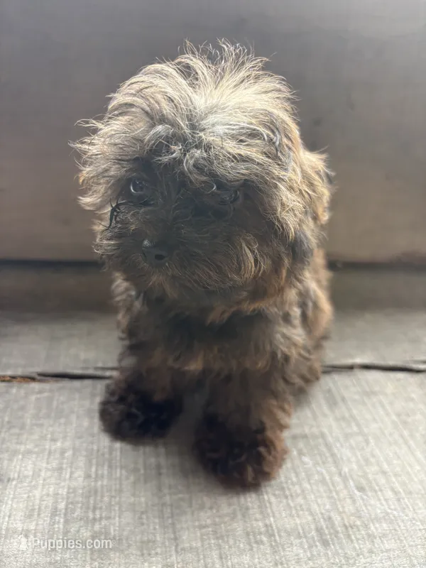 Titan – Yorkshire Terrier puppy for sale in Salisbury, NC