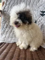 Special, a female Poodle - Toy  for sale in Salisbury, NC – 3 of 9