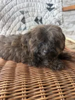 Titan, a male Yorkshire Terrier for sale in Salisbury, NC – 10 of 10