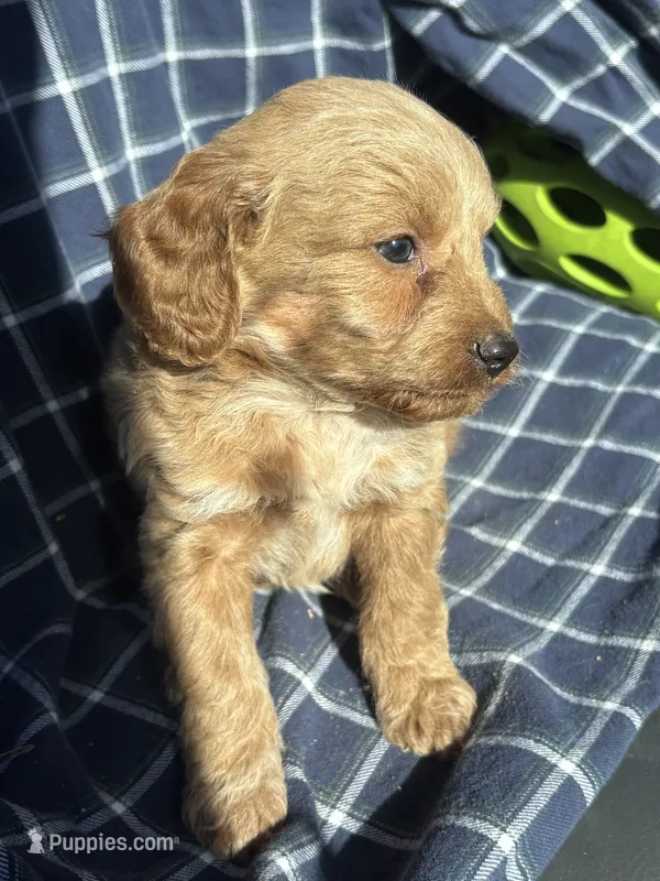 Garth – Cockapoo, Poodle - Toy  puppy for sale in Salisbury, NC