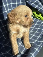 Garth, a male Cockapoo and Poodle - Toy  for sale in Salisbury, NC – 1 of 3