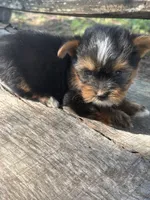 Handsome, a male Yorkshire Terrier for sale in Salisbury, NC – 2 of 3