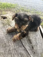 Snazzy, a female Yorkshire Terrier for sale in Salisbury, NC – 3 of 4