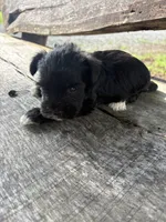Flashy, a female Miniature Schnauzer for sale in Salisbury, NC – 5 of 5