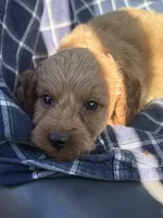 Garth, a male Cockapoo and Poodle - Toy  for sale in Salisbury, NC – 2 of 3
