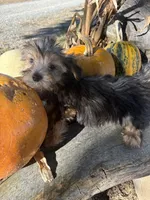 Reese, a male Yorkshire Terrier for sale in Salisbury, NC – 3 of 3
