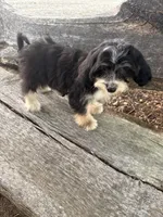 Sharpee, a male Cockapoo for sale in Salisbury, NC – 4 of 10