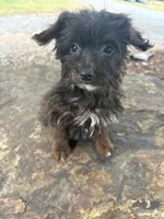 Curlee, a male Yorkipoo and Yorkshire Terrier for sale in Salisbury, NC – 4 of 4