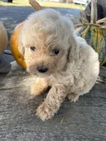 Cracker, a female Poodle - Toy  for sale in Salisbury, NC – 3 of 6