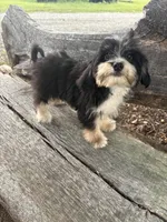 Sharpee, a male Cockapoo for sale in Salisbury, NC – 3 of 10