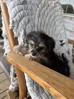 Dasey, a female Cockapoo for sale in Salisbury, NC – 4 of 7