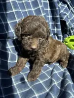 Gavin, a male Cockapoo and Poodle - Toy  for sale in Salisbury, NC – 3 of 5