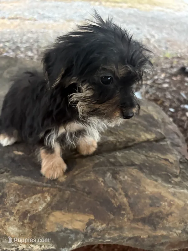 Mo – Yorkshire Terrier puppy for sale in Salisbury, NC
