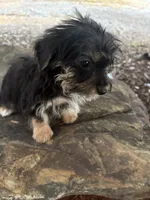 Mo, a male Yorkshire Terrier for sale in Salisbury, NC – 1 of 5