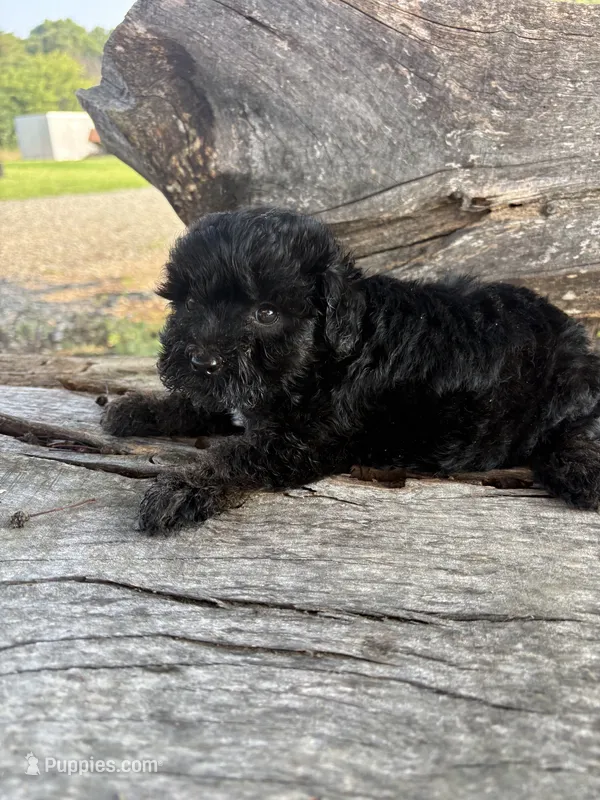 Raven – Poodle - Toy  puppy for sale in Salisbury, NC