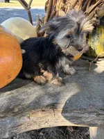 RG, a male Yorkshire Terrier for sale in Salisbury, NC – 5 of 5
