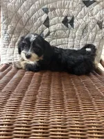 Sharpee, a male Cockapoo for sale in Salisbury, NC – 2 of 4