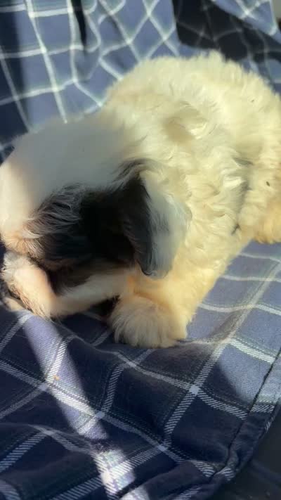 Cooper, a male Poodle - Toy  for sale in Salisbury, NC – 7 of 7