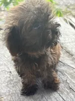 Titan, a male Yorkshire Terrier for sale in Salisbury, NC – 5 of 10