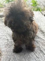 Titan, a male Yorkshire Terrier for sale in Salisbury, NC – 6 of 10