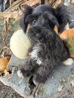 Flashy, a female Miniature Schnauzer for sale in Salisbury, NC – 4 of 8