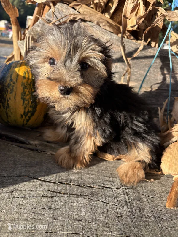 RG, a male Yorkshire Terrier for sale in Salisbury, NC – 1 of 5