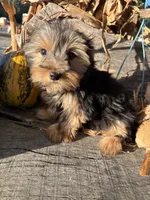 RG, a male Yorkshire Terrier for sale in Salisbury, NC – 1 of 5