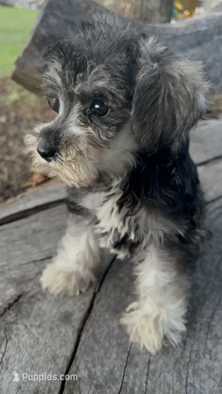 Salty girl – Miniature Schnauzer puppy for sale in Salisbury, NC