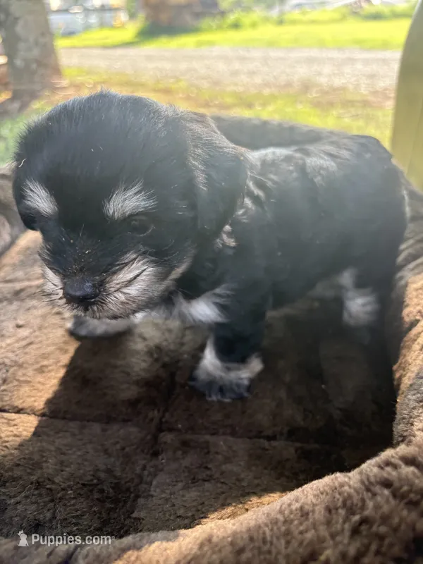 Hank – Cockapoo puppy for sale in Salisbury, NC