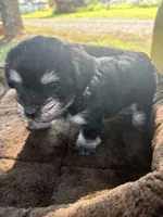 Hank, a male Cockapoo for sale in Salisbury, NC – 1 of 4