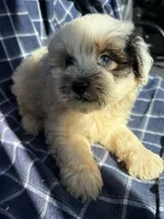 Cooper, a male Poodle - Toy  for sale in Salisbury, NC – 2 of 7