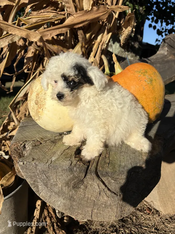 Tuff – Poodle - Toy  puppy for sale in Salisbury, NC